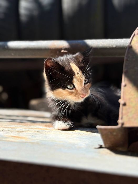 Кошеня дівчинка,  2 місяці