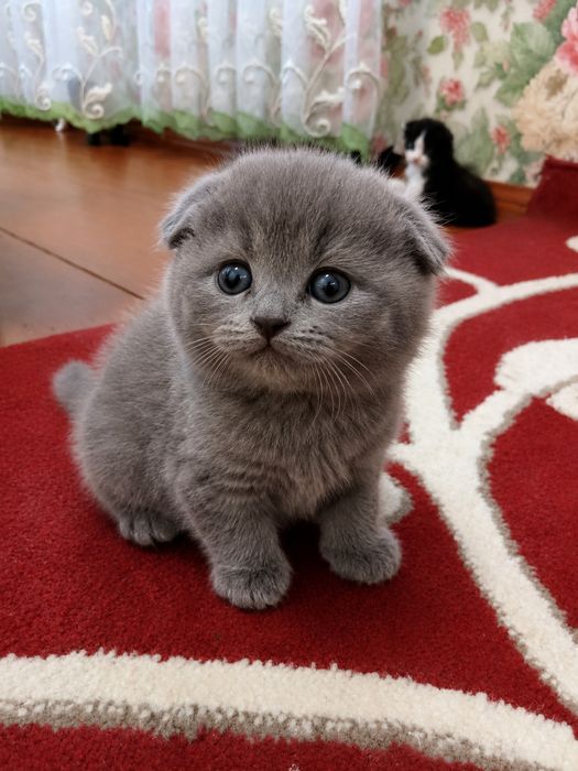 Кошенята шотландскі весловухі