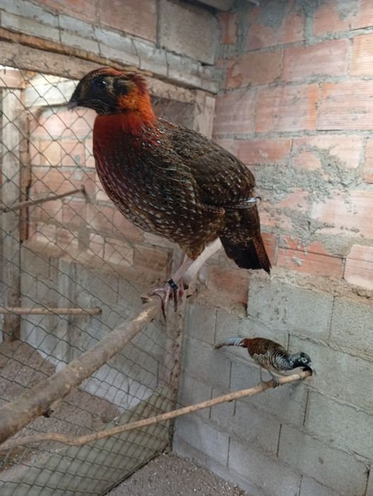 Faisões do Vidal 2026