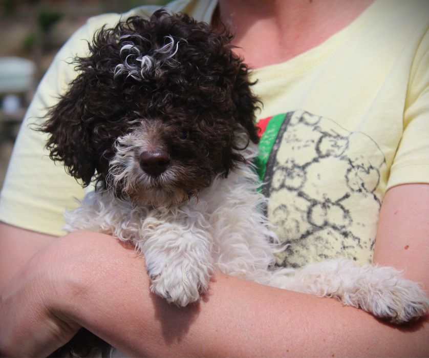 Lagotto Romagnolo suczka ZKwP FCI