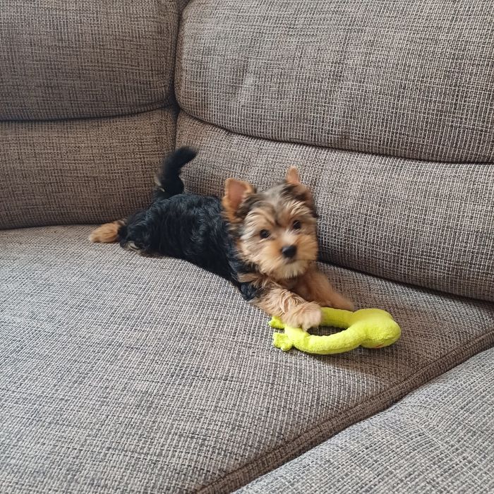 Yorkshiere Terrier suczka rodowodowa York