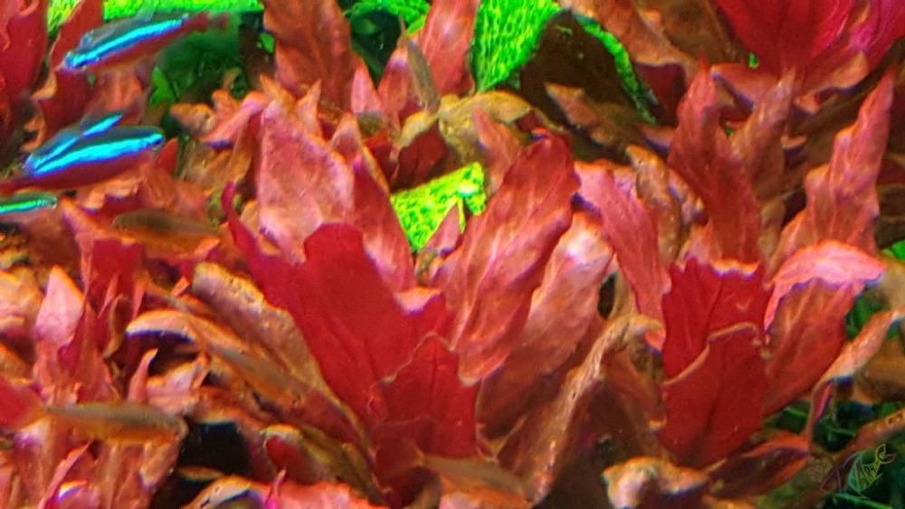 Alternanthera ROSANERVIG nowość