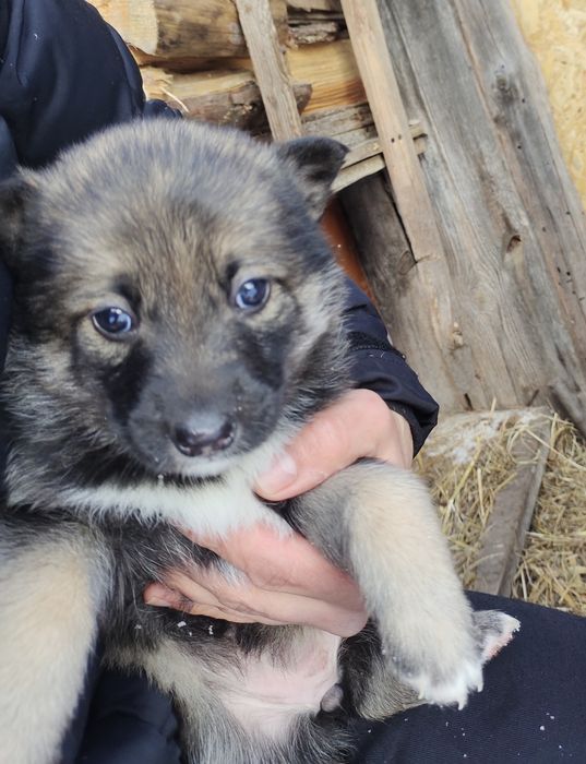 Віддам в добрі руки цуцення  дві  дівчинк (при потребі  стерилізуємо)