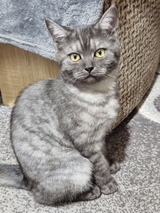 Шотландські дітлахи хлопчики і дівчуля