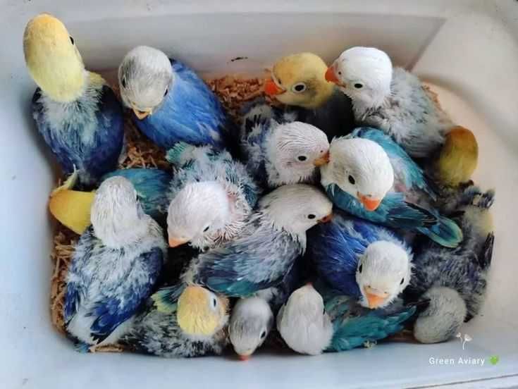 Vendo agapórnis bebés  meiguinhos