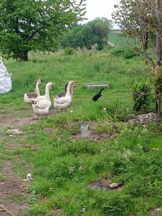 Sprzedam 2 białe gęsi/gąsiory