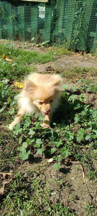 Pomeranian, szpic miniaturowy.