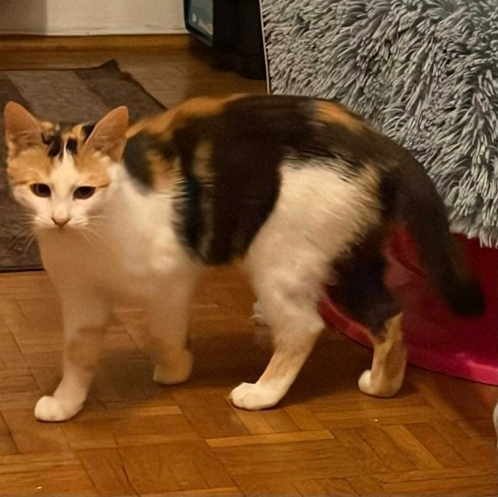 Piękna tricolorka do adopcji