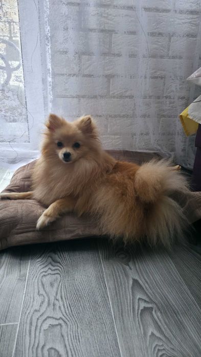 Шпіц хлопчик.Терміново!Супер ціна.