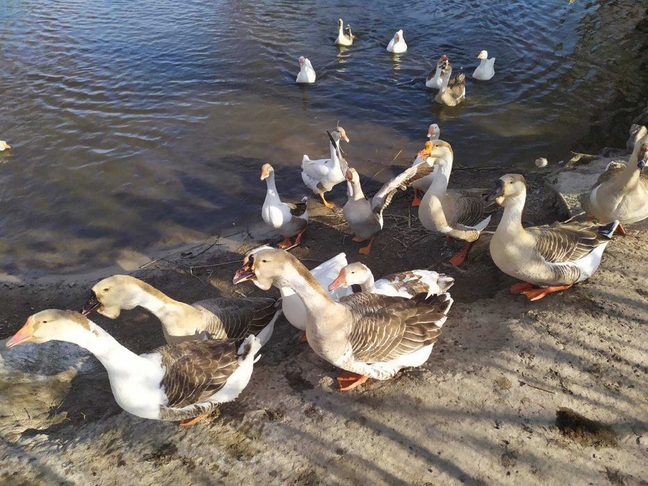 Продам инкубационные яйца гусей.