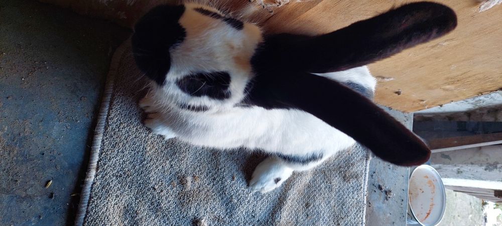 Samiec Srokacz OSC z rodowodem