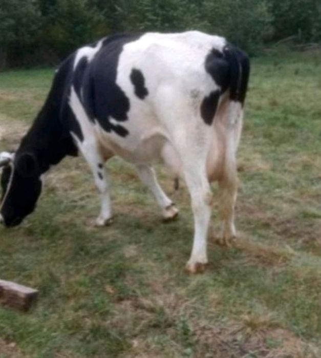 Продам породисту корову