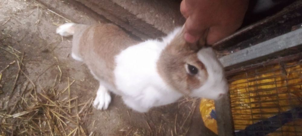 Tenho coelhos para ceder