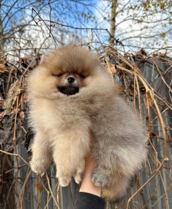 Spitz Alemão Anão/ou Lulu da Pomerânia LARANJA  com   LOP e AFIXO