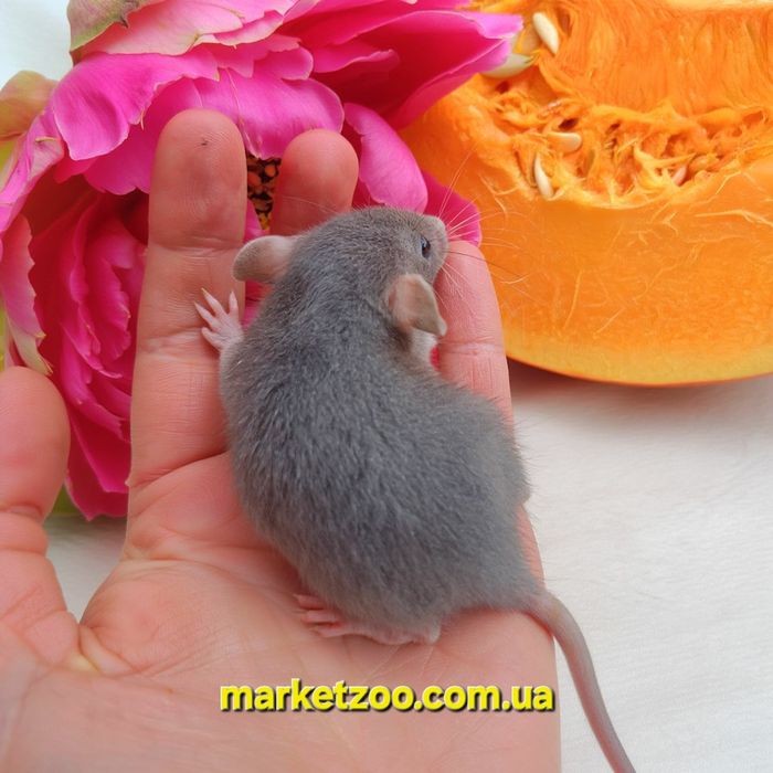 Щурик Дамбо,щури,щурики,криси,крисята,крысята,крысы,криски,крыски,щур