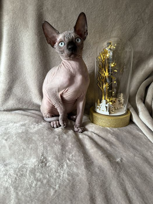Gatinho sphynx canadiano