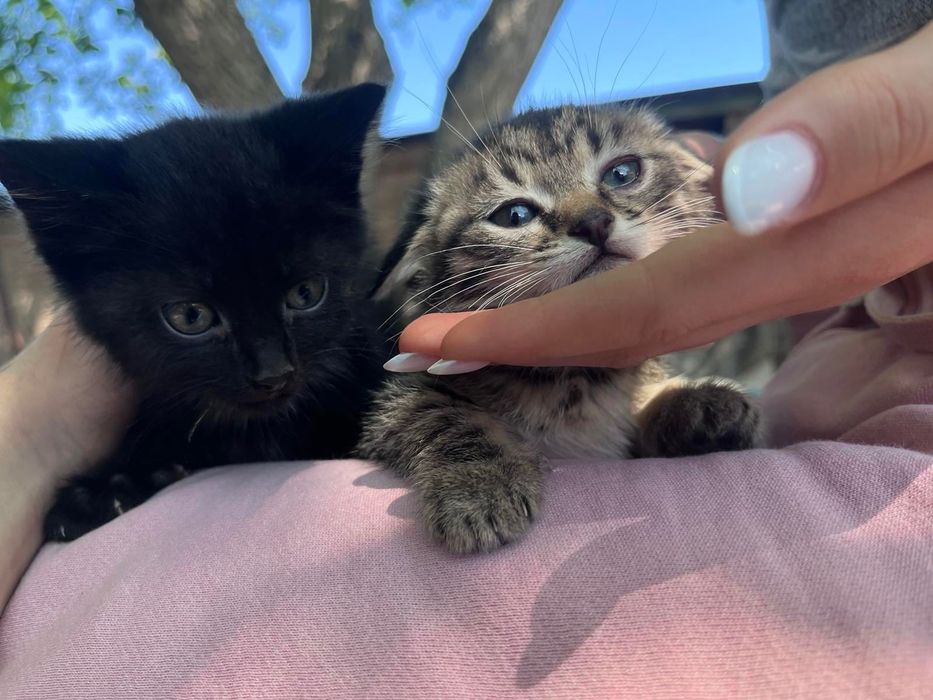 Віддам котят в добрі руки!