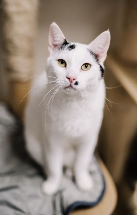 Merlinek pilnie szuka domu