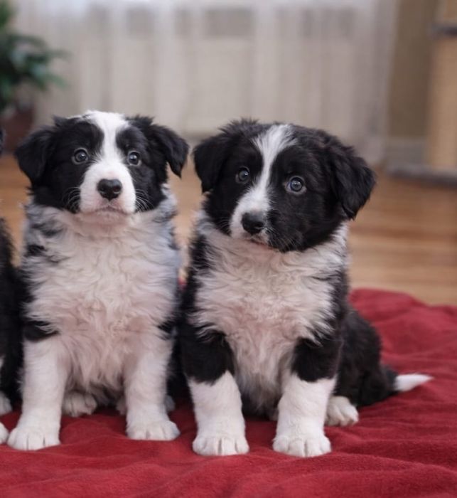 Border Collie piesek