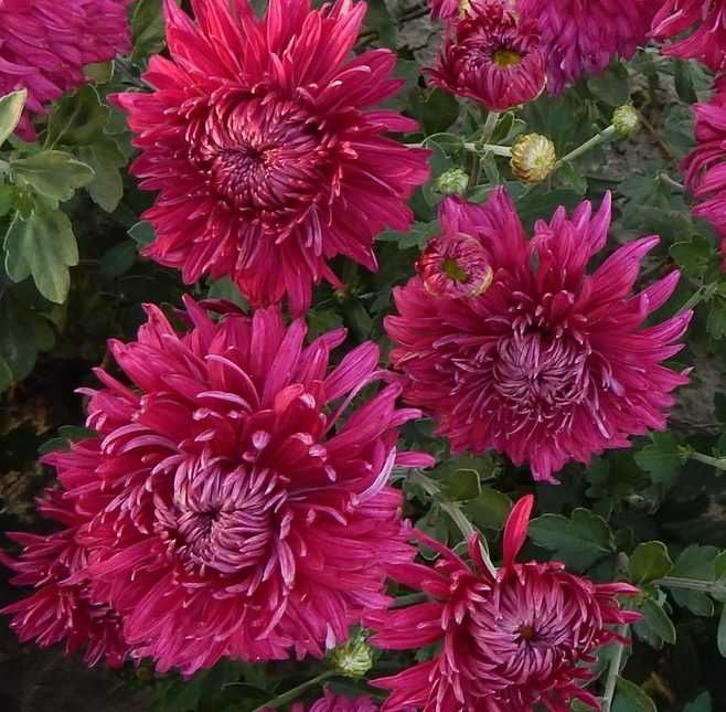 Корейська садова хризантема