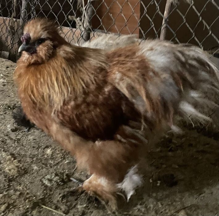 Sprzedam lub wymienię  koguta (Silka)