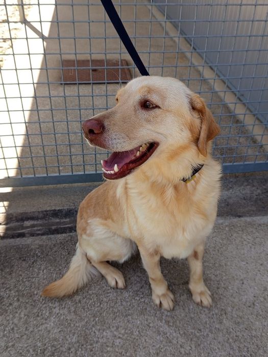 Cadelinha para adopção responsável