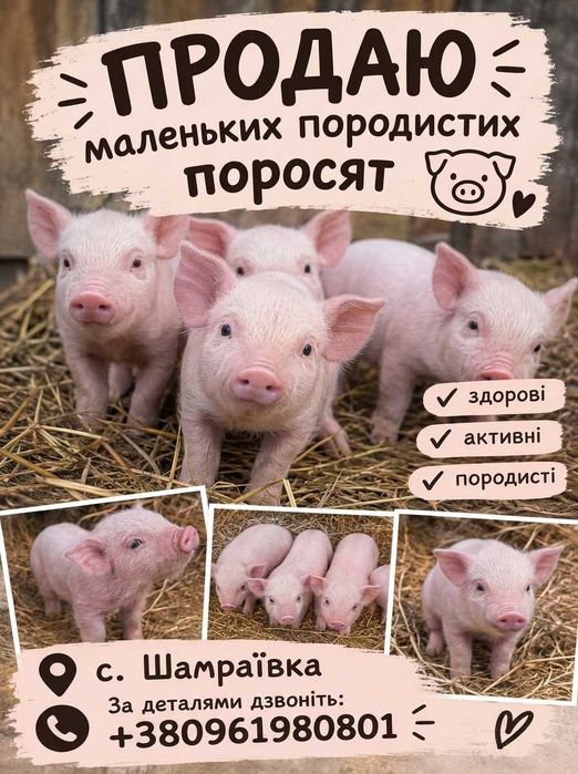 Свині маленькі породисті