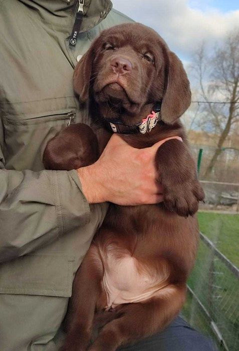 Шоколадні лабрадори з документами КСУ-FCI