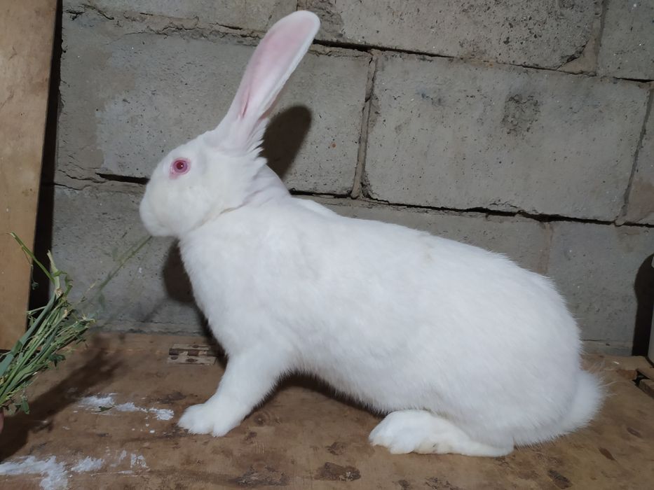 Кролики, крольчата на продажу