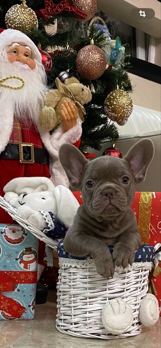 Девочка в окрасе изабелла несет флаффии сосао