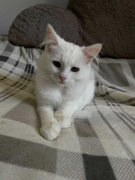 Віддаються кошенята в добрі руки
