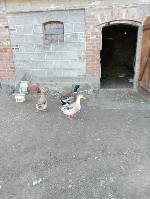 Sprzedam jaja lęgowe