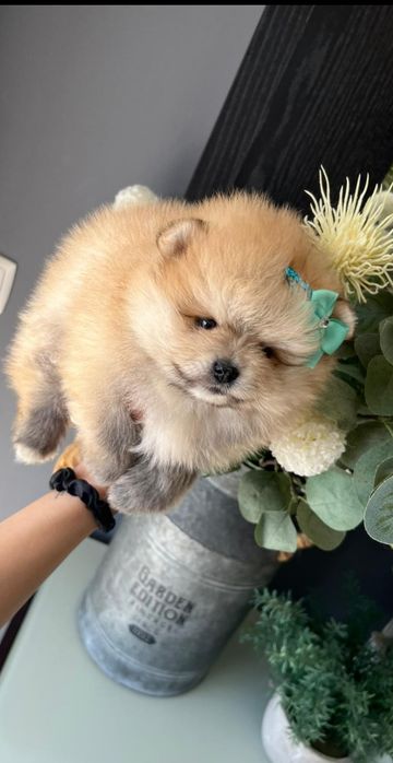 Lulu da Pomerânia. Ursinho Mini. Lop e Afixo . Russo.