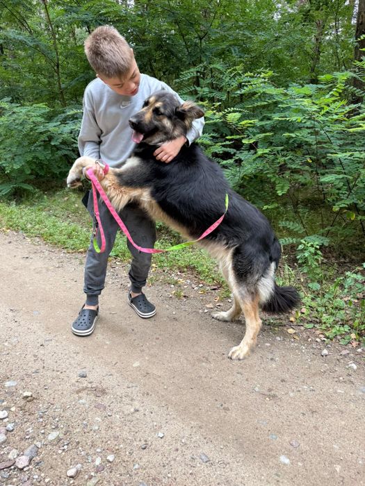 Owczarek niemiecki długowłosy – młoda, łagodna suczka