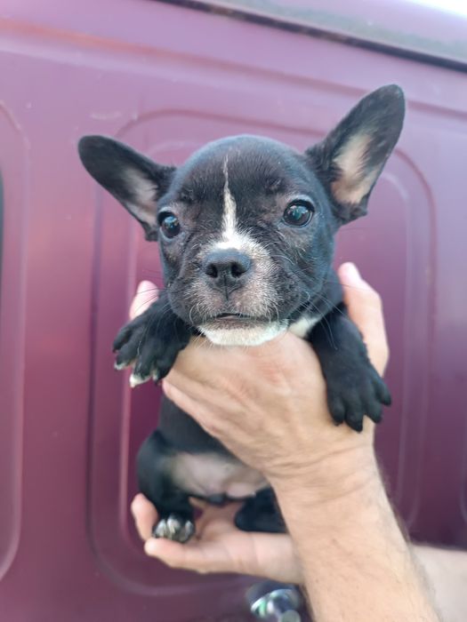 Дівчатка та хлопчики чистокровні французькі бульдоги