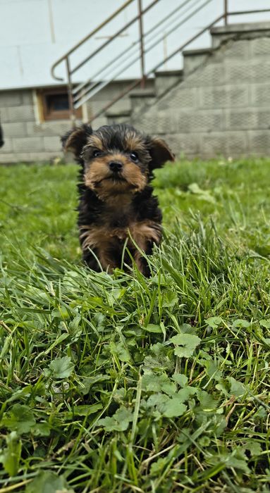Suczka yorkshire terrier