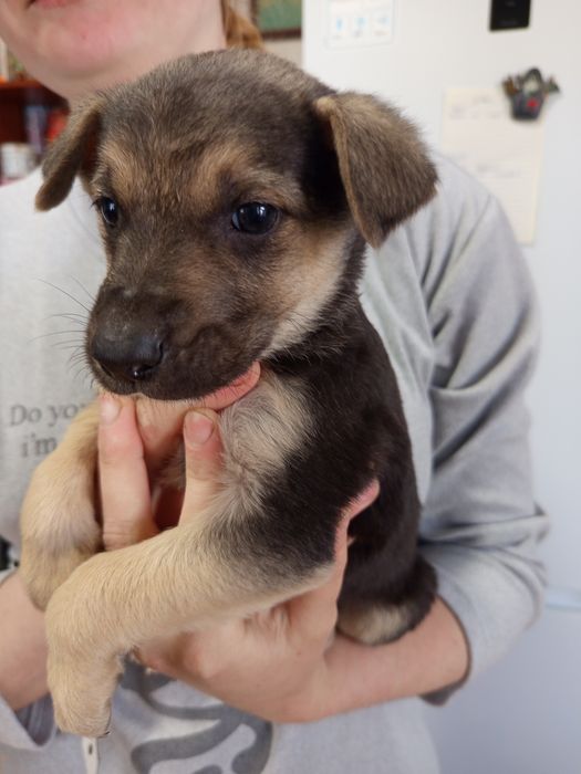 Продаются маленькие щенки