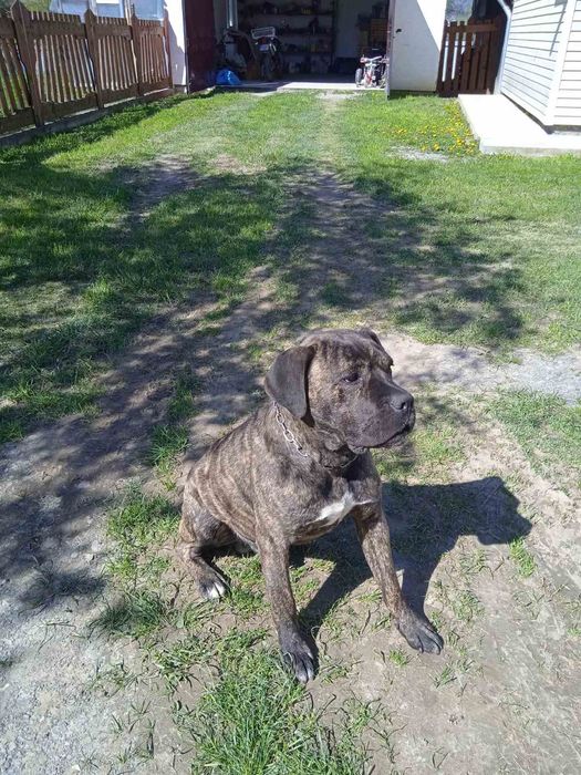 Кане корсо - в'язка.