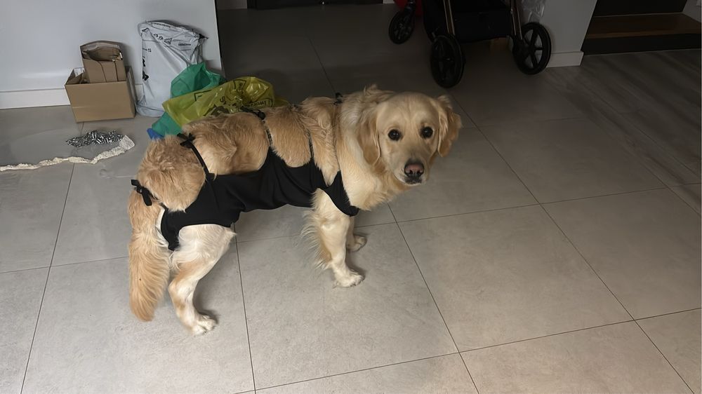 Fartuszek pooperacyjny dla psa xxl