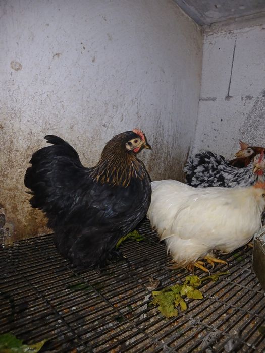 Ovos  de pekins para incubação