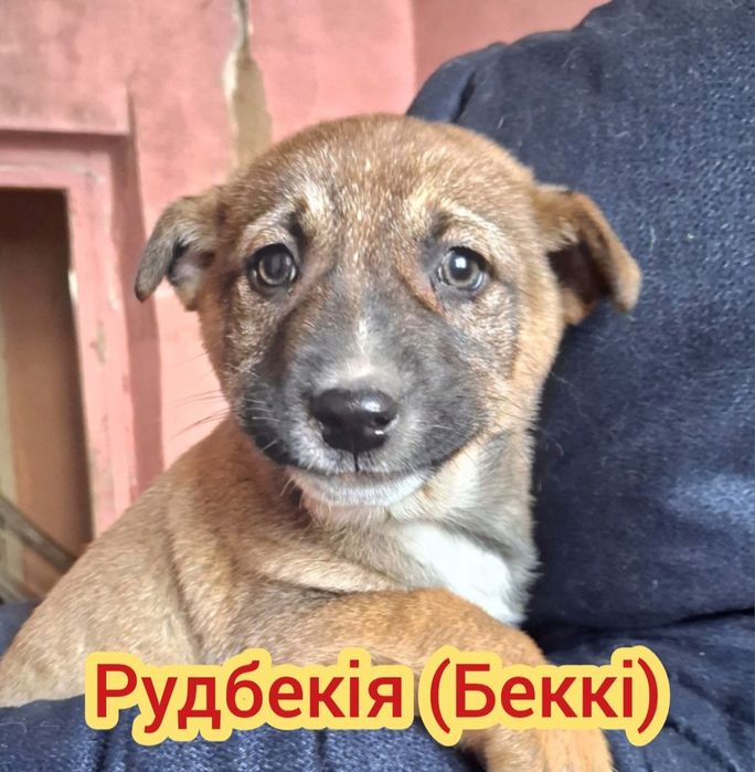 Чекають на люблячі родини Цуценя, собака,пес, песик, щенок