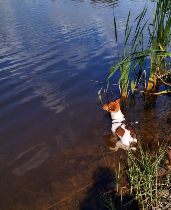 Джек. Івано- Франківськ