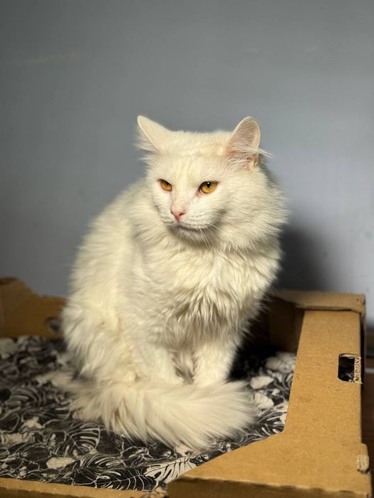 Красивый белый пушистый кот в надёжные руки