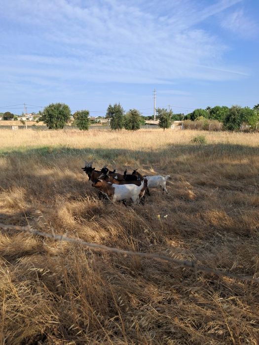 Cabras de médio porte