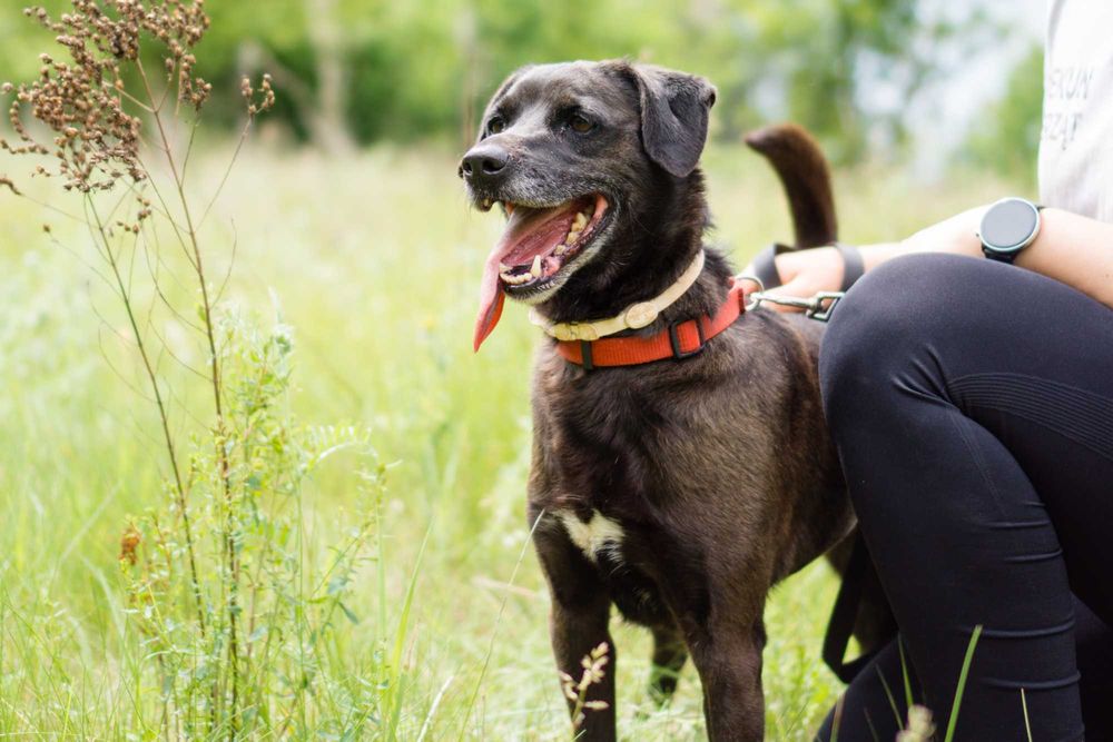 4 letni Bleki do adopcji!