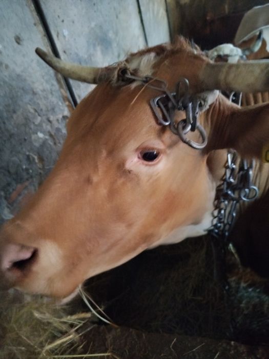 Krowa mleczna simental