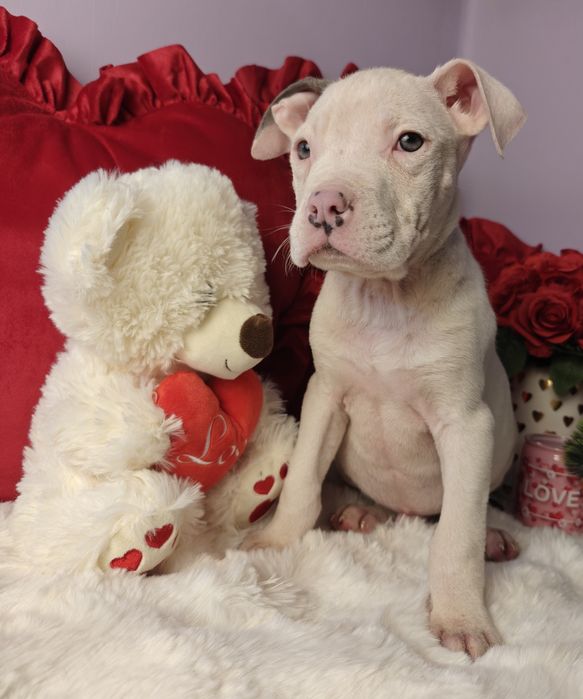 Śliczny piesek amstaff!