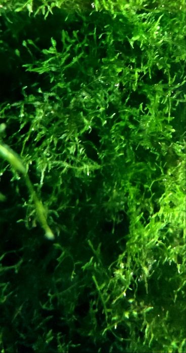 Мох різдвяний (Christmas moss)