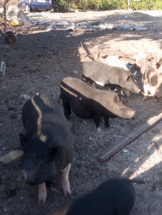 Porcos cruzados de petersan com vietnamita tenho com várias meses