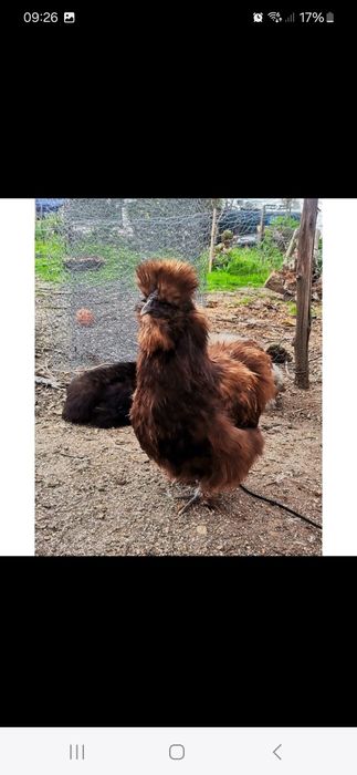 Ovos sedosas do japao muitas cores